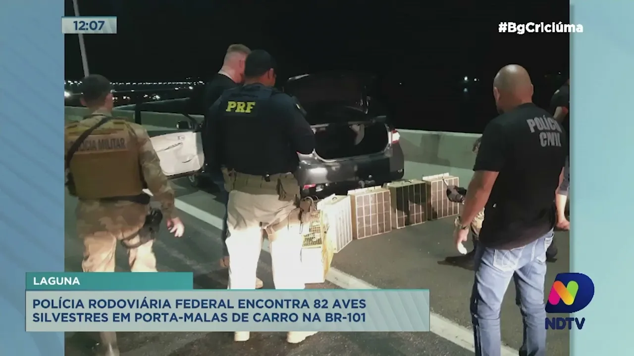 Polícia Rodoviária Federal encontra 82 aves silvestres em porta-malas de carro na BR-101