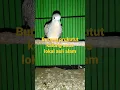 Download Lagu burung prukutut kalung usus asli lokalan Karawang, #burunganggungan #burungperkututlokal