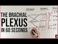 The Brachial Plexus - In 60 Seconds PostGradMedic