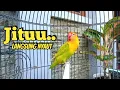 Download Lagu DI PANCING SEKETIKA Lovebirdmu Pasti NYAUT, Suara Lovebird Ngekek Panjang JITU Memancing BUNYI