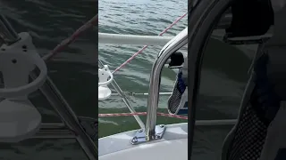 Dolphins by the Boat #shorts