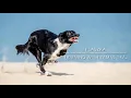 Download Lagu Agility training with Tamás Tráj