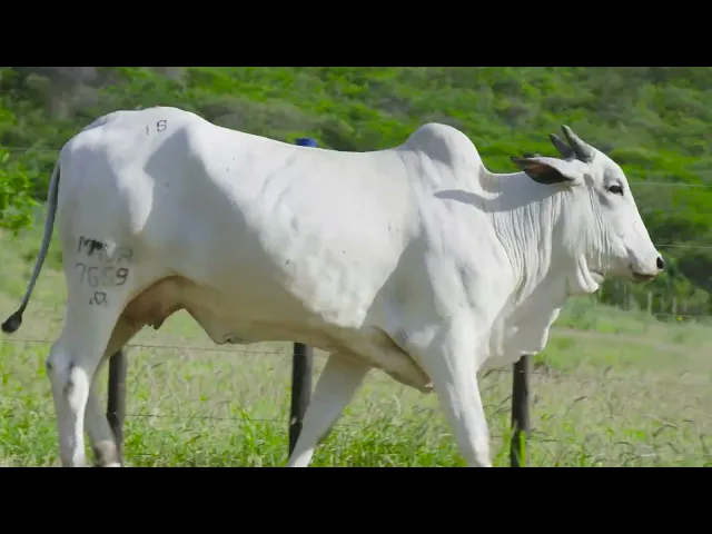 Novilha Nelore MMVA - 7659