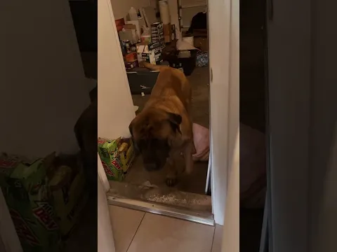 We Locked Our GIANT Puppy In The Garage #dog #dogs #cutedog