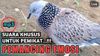 SUARA BURUNG TEKUKUR UNTUK PIKAT DAN PANCINGAN