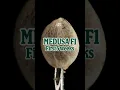 Download Lagu Medusa F1 by Royal Queen Seeds [First Weeks 🌱]