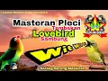 Download Lagu Masteran Pleci Tembakan Lovebird Sambung Wit Wit Wit Kualitas HD