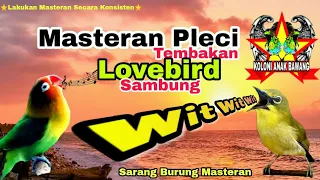 Download Masteran Pleci Tembakan Lovebird Sambung Wit Wit Wit Kualitas HD MP3