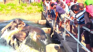 Massive Elephant Trapped in ZD Canal #elephant
