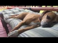 Boggle dog chasing a rabbit in her sleep