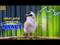 Download Lagu TRUCUK GACOR ROPEL PANJANG DI PAGI HARI pancingan trucukan bahan