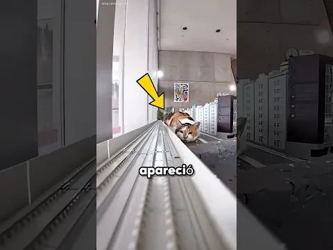 El tren cayó en un mundo de gatos 😳🐈‍⬛ #shorts