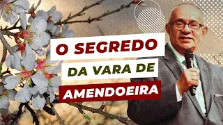 O SEGREDO DA VARA DE AMENDOEIRA