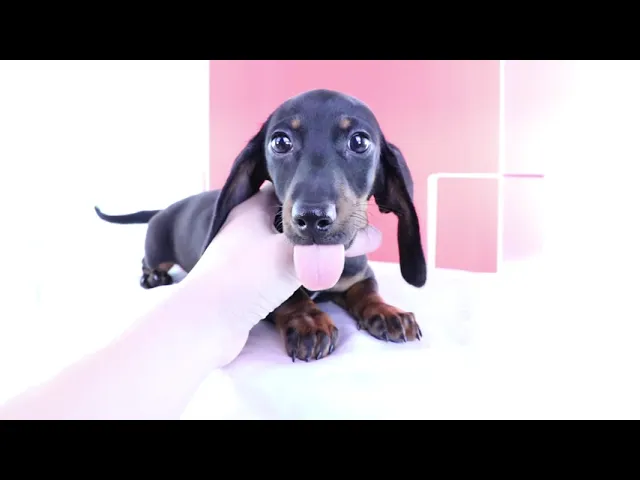 動画