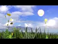 Primary succession short animation project