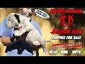 U DONT WANT TO MISS OUT ON THIS DROP OF AMERICAN BULLY PUPPIES FOR SALE