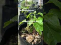 Download Lagu Habis aku pupuk urea knpa jd mati semua yaa keesokan harinya🫠#garden #caberawit #kebunmini