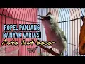 Trucukan ropel panjang irama ORIGINAL ALAM Variasi Ampuh untuk Pancingan trucukan gacor jadi Bocor