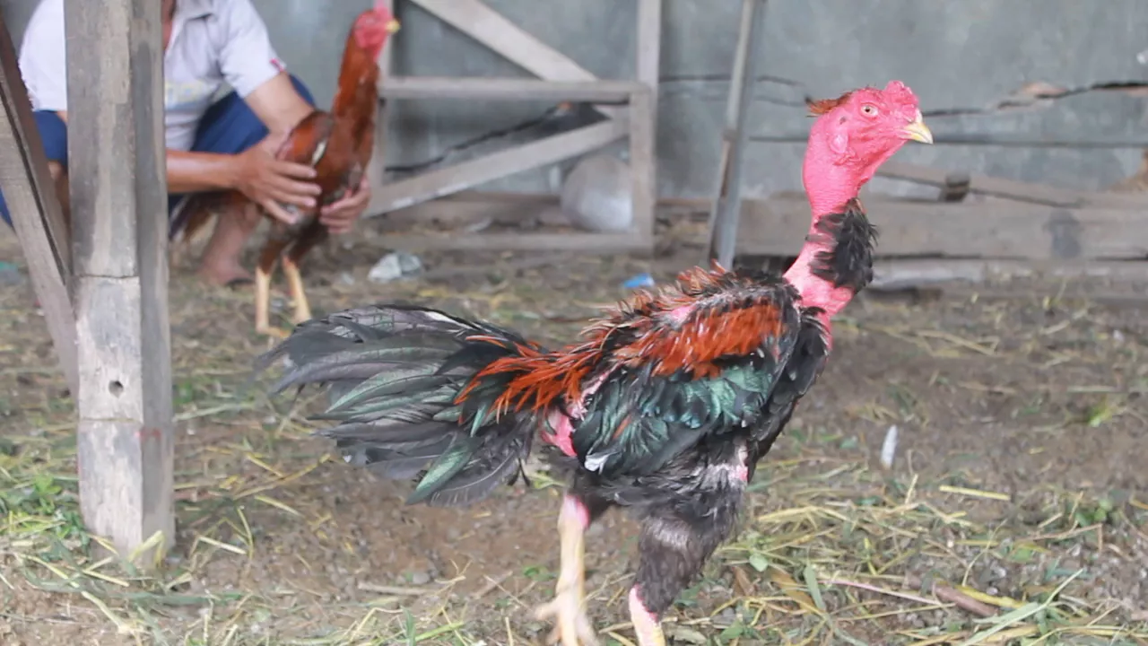 Luar Biasa!!! Inilah Kelebihan dan Kehebatan Ayam Saigon Dibanding Ayam Bangkok
