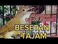 Lagu PANCINGAN SUARA CUCAK JENGGOT, pancingan burung macet bunyi, masteran buat murai batu trotol/pastol!