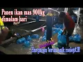 Download Lagu PANEN IKAN MAS DIMALAM HARI YANG HARGANYA NAIK TERUS, MANTAB