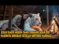 Download Lagu KISAH GADIS MISKIN YANG DIUSIR AYAH TIRI KE HUTAN NASIBNYA BERUBAH SETELAH BERTEMU HARIMAU PUTIH