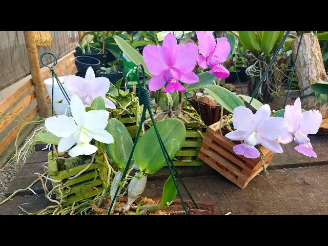 COMO PLANTAR ORQUÍDEAS 10