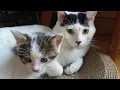 Download Lagu The daddy cat meet his kitten