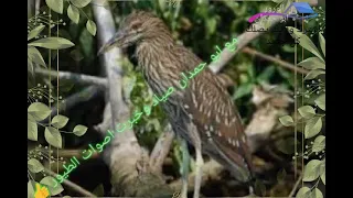 صوت المالك الحزين اليلي الواق 