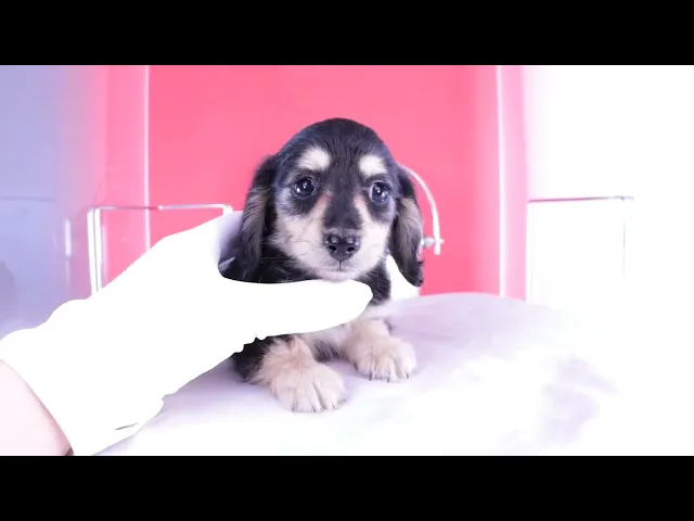 動画