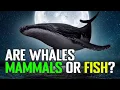 Are Whales Mammals Or Fish