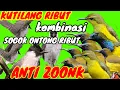 Download Lagu suara pikat kutilang ribut kombinasi edan sogok ontong ribut menjerit kejepit durasi panjang