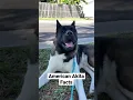 Lagu American Akita Facts