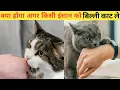 Download Lagu क्या होगा अगर किसी इंसान को बिल्ली 🔥काट ले | What will happen if a person is bitten by a Cat
