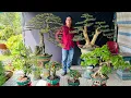 Download Lagu Vườn 3 Chị Em 6/9 chào bán nhiều mặt hàng bonsai từ tầm trung đến để bàn nhỏ nhỏ xinh xinh
