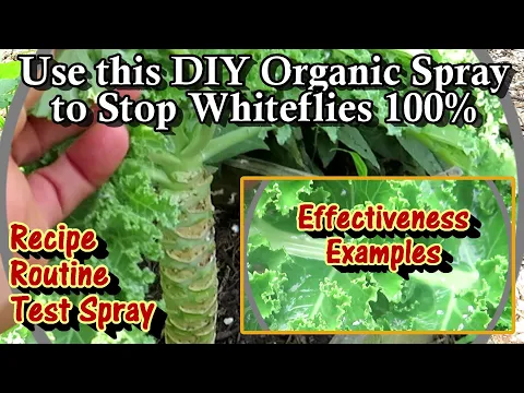 Download MP3 The Best DIY Organic Spray 2 Stop Whiteflies: Recipe, Routine, Demonstration of Effectiveness \u0026 More