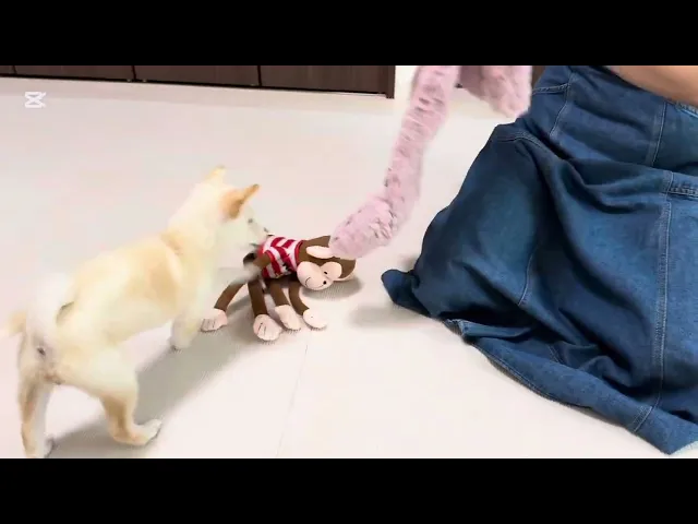 動画