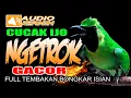 Download Lagu MASTERAN CUCAK IJO NGETROK |  FULL TEMBAKAN BONGKAR ISIAN JUARA | masteran cucak ijo terbaik