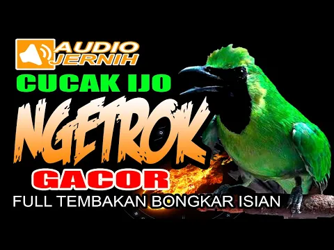 Download MP3 MASTERAN CUCAK IJO NGETROK |  FULL TEMBAKAN BONGKAR ISIAN JUARA | masteran cucak ijo terbaik