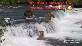 Explore org BF Bear 909 Takes A Slap From Sis 910 But Also Gets Her Fish