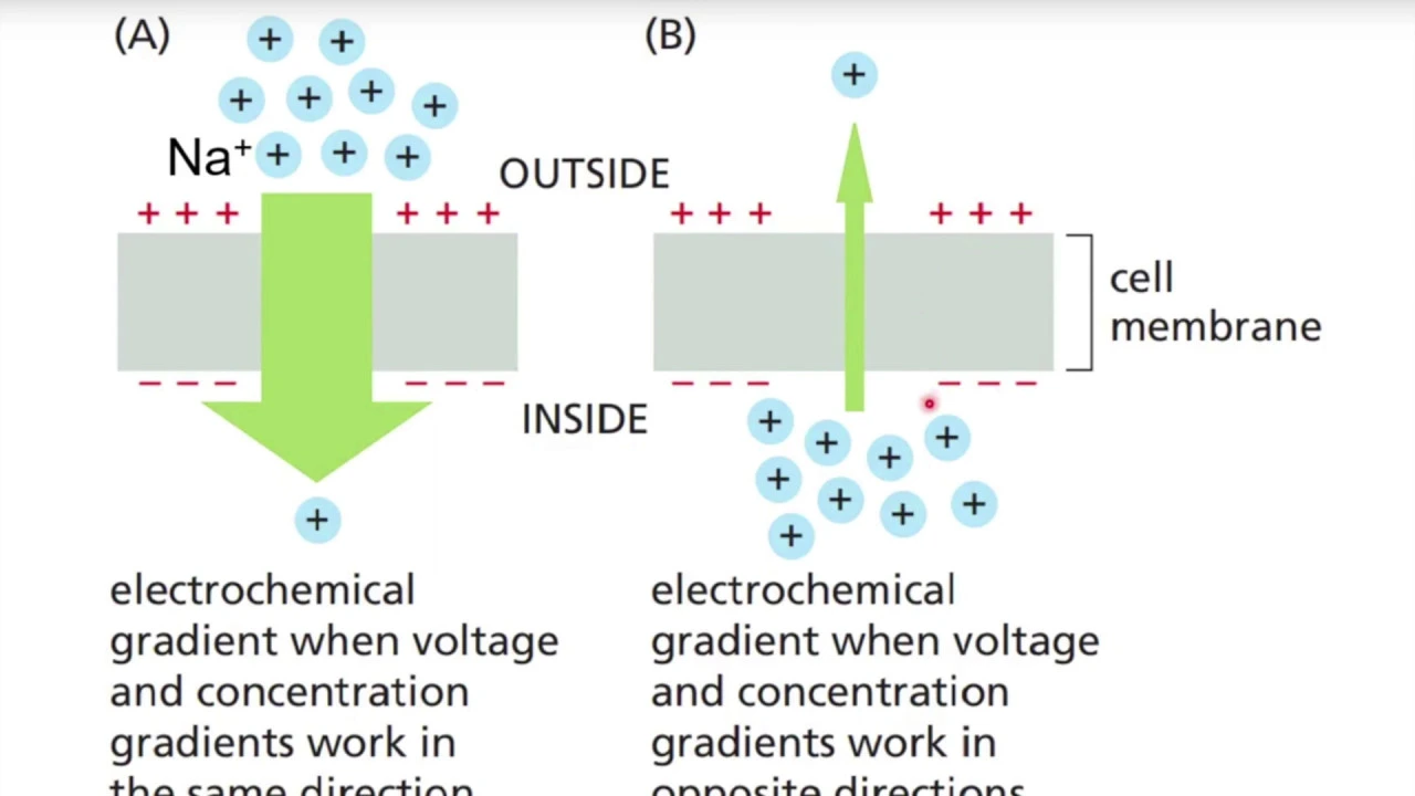 Electrochemical Gradients and Membrane Transport (BIOS 041)