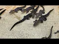 Baby Alligators sounds