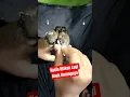 Lagu Pakan Lolohan Sehat Untuk Anak Burung Emprit