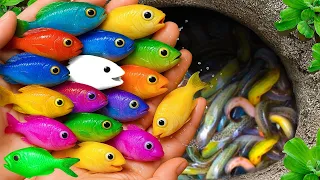 Catch beautiful aquarium fish in small pond baby turtles pencill fish red shrimp spider xecan
