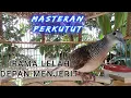 Download Lagu PERKUTUT BANGKOK IRAMA LELAH DEPAN MENJERIT, Masteran Perkutut Bangkok Bagus
