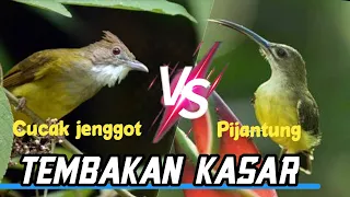 masteran burung pijantung vs cucak jenggot 