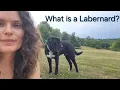 Labernard breed St Bernard and Labrador hybrid EVERYTHING you need to know