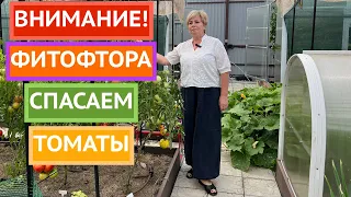 Томаты еще можно спасти! Лучший способ борьбы с фитофторой