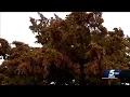Cedar pollen returns to Oklahoma causing problems for many