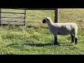 Lot 51 Willoughby Show Stock